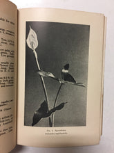 Florida Wild Flowers An Introduction to the Flora of the Florida Peninsula - Slickcatbooks