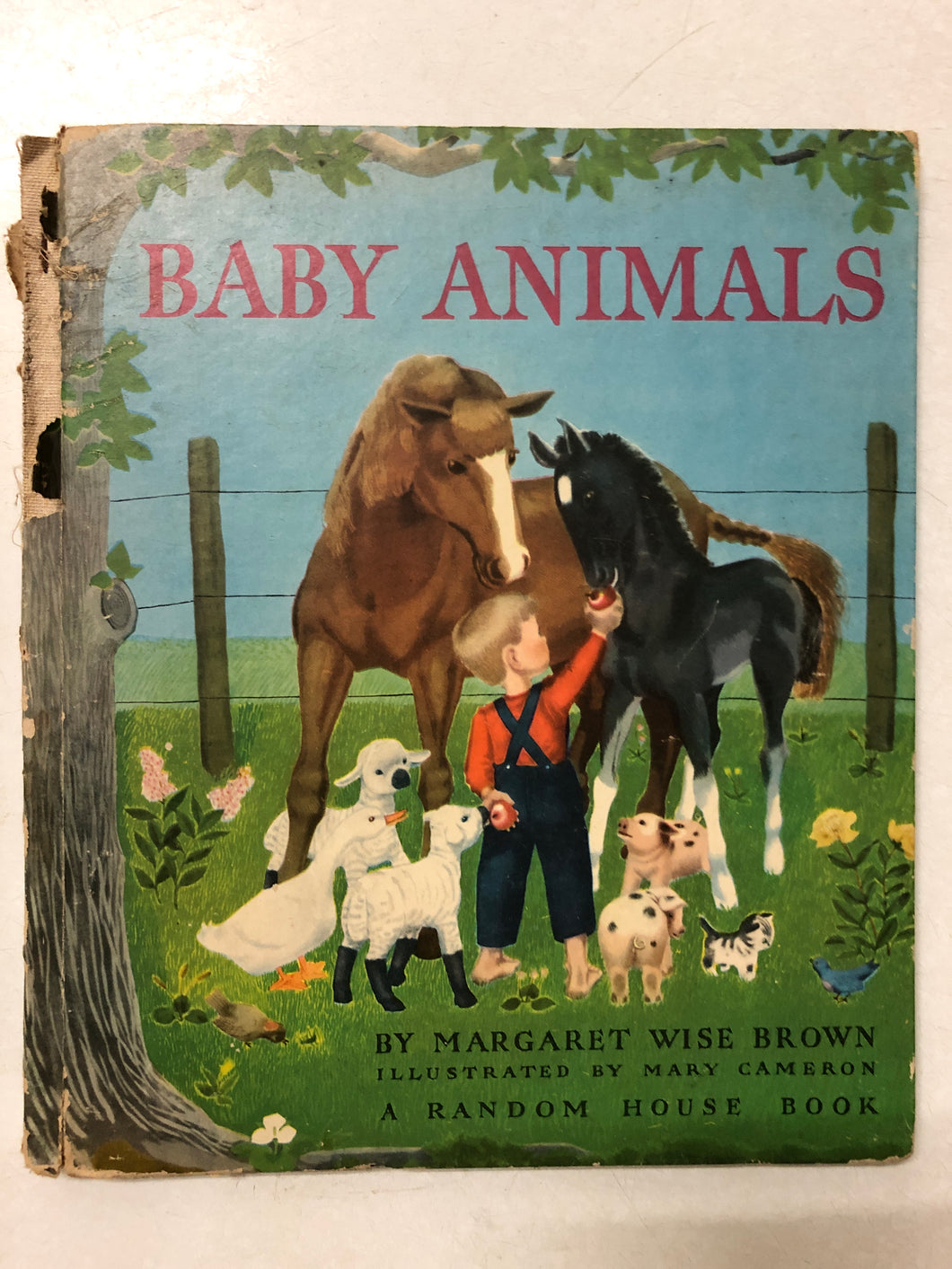 Baby Animals- Slick Cat Books 