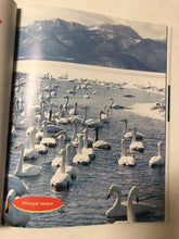 Swans and Other Swimming Birds