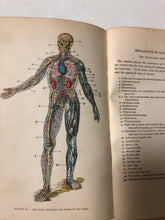 The Human Body A Text-Book of Anatomy, Physiology and Hygiene